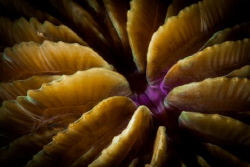 coral by Mark Reilly 